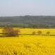 More Local Views