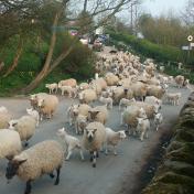 Sheep Drive