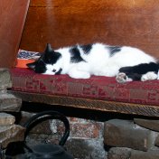 Cokie the Cat
