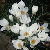 Crocus