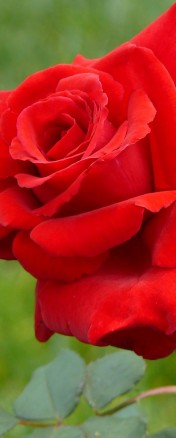 Mothering Sunday