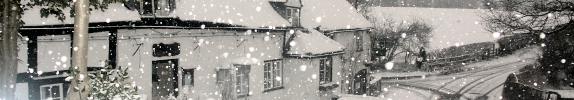Snowy Oak