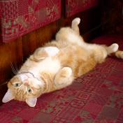 Dram the Pub Cat