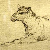 Caroline Walters study of a sheep